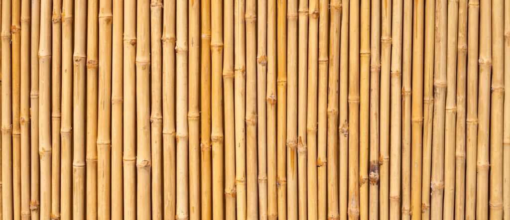 Yellow bamboo texture. Dried bamboo wall or fence background